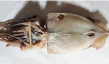 Load image into Gallery viewer, (냉동) 동해안 영덕 반건조 오징어 1.3kg 내외 10미 Semi-dried Squids 1.3kg (large)
