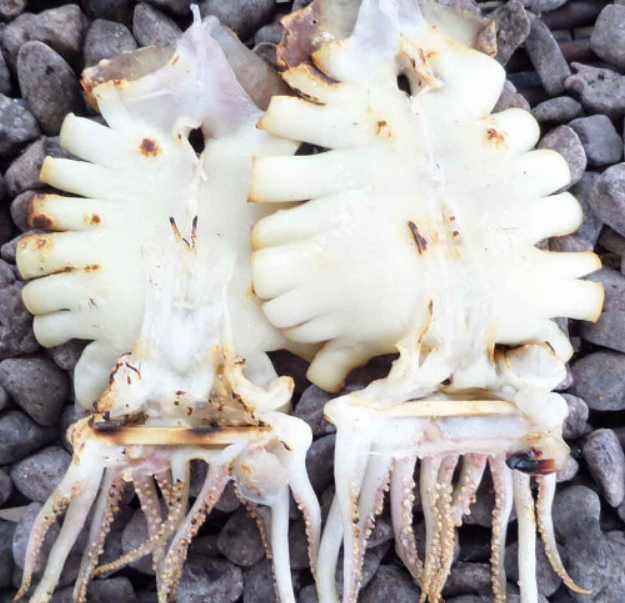 (냉동) 동해안 영덕 반건조 오징어 1.3kg 내외 10미 Semi-dried Squids 1.3kg (large)