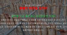 Load image into Gallery viewer, (냉동) 동해안 영덕 반건조 오징어 1.3kg 내외 10미 Semi-dried Squids 1.3kg (large)
