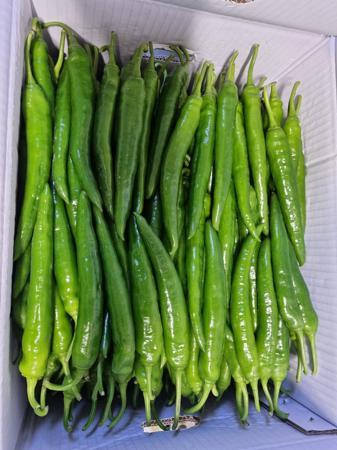 청양고추 (땡초) (2kg)